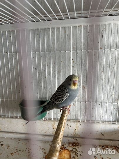 Птенцы волнистый попугай