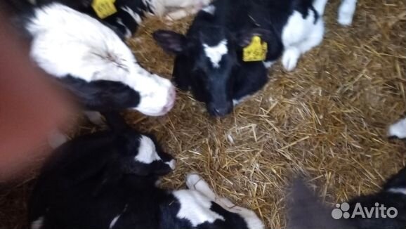 Отборные телята бычки быстрая доставка