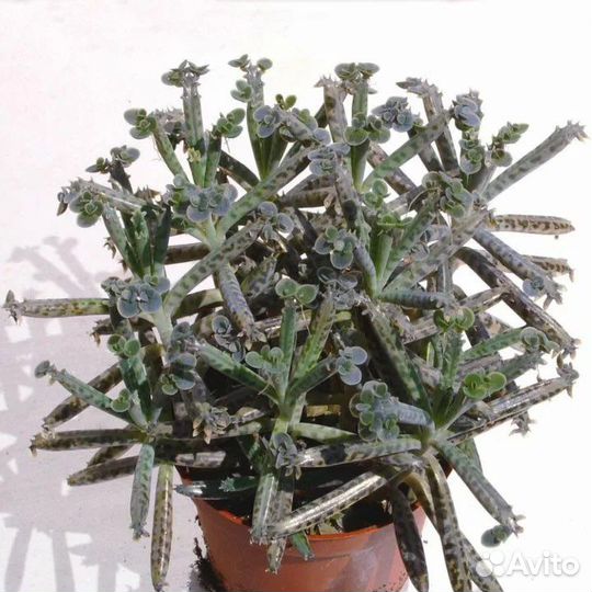 Каланхое TubiFlora