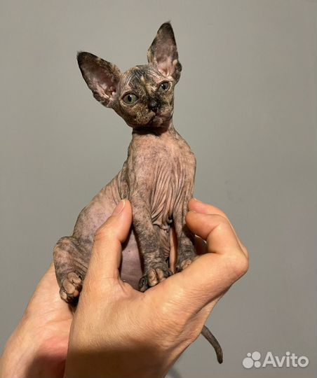 Канадский сфинкс