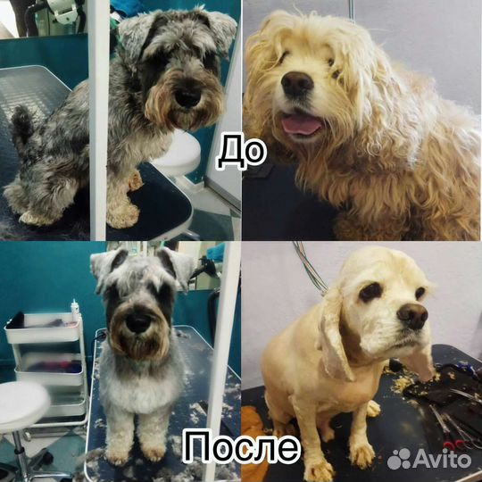 Груминг стрижка собак