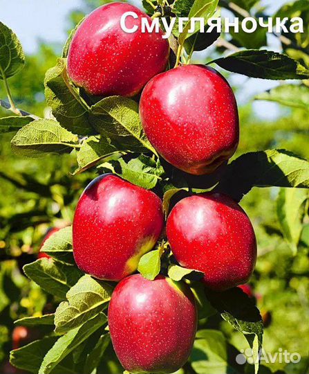 Продажа саженцев