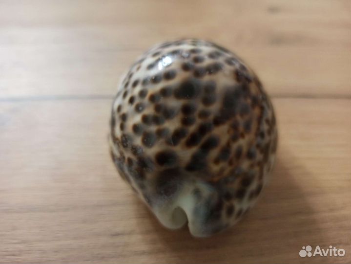 Морская раковина