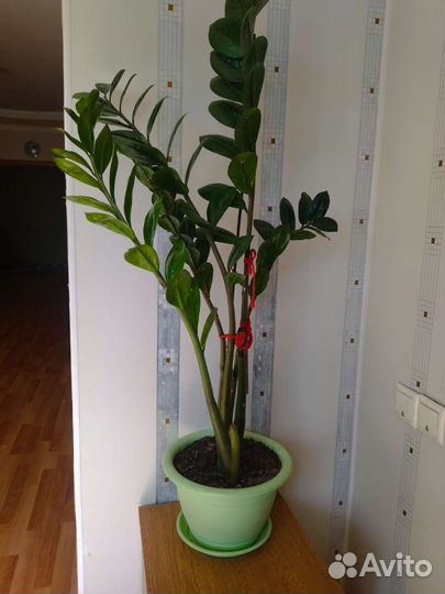 Комнатные растения цветы