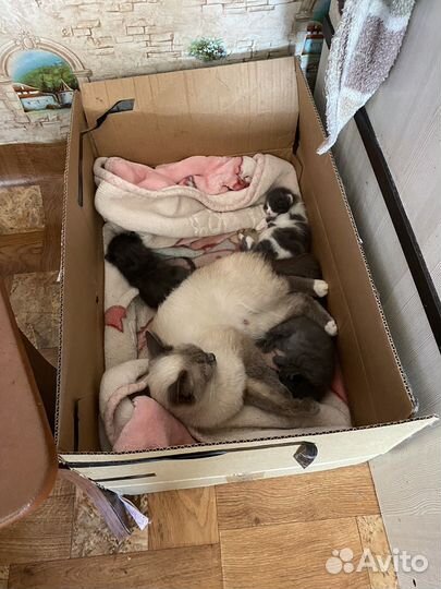 Помесь сиамской и британца