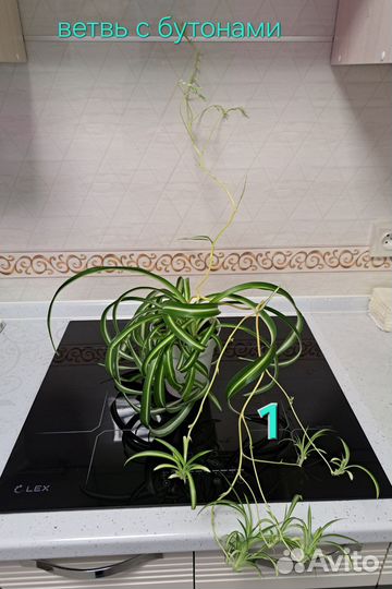 Хлорофитум кудрявый