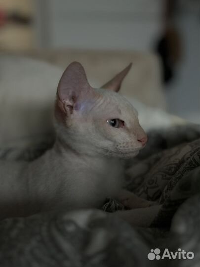 Котенок сфинкс браш