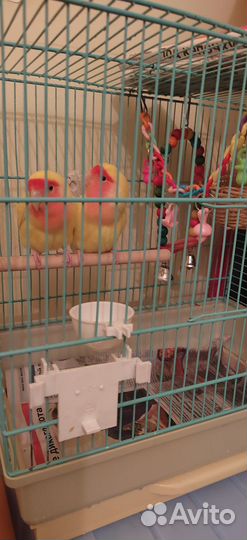 Неразлучники