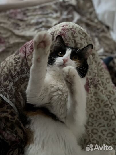 Кошки в добрые руки