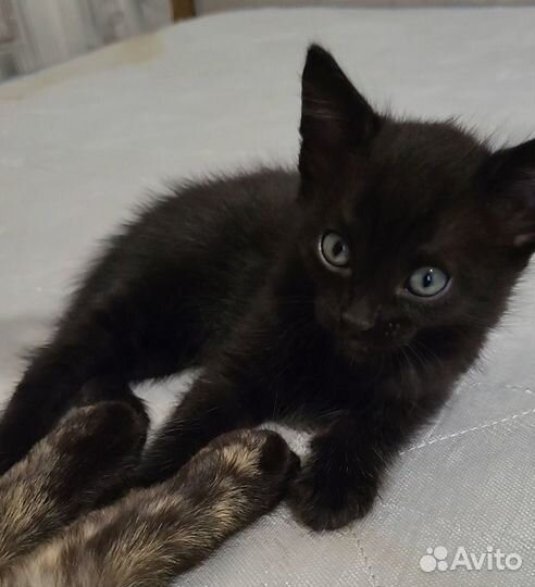 Отдам бесплатно в дар