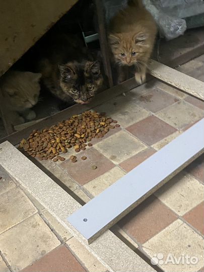 Котята в добрые руки