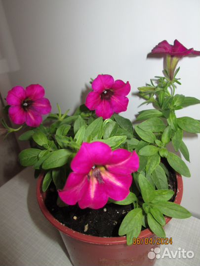 Вегетативная петуния