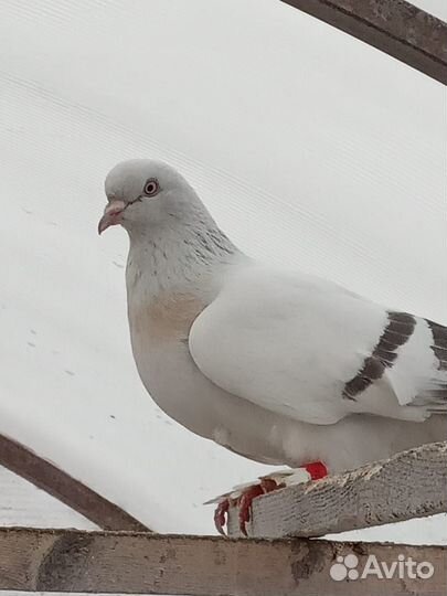 Голуби породистые