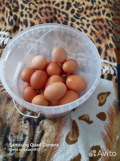 Домашние куриные яйца