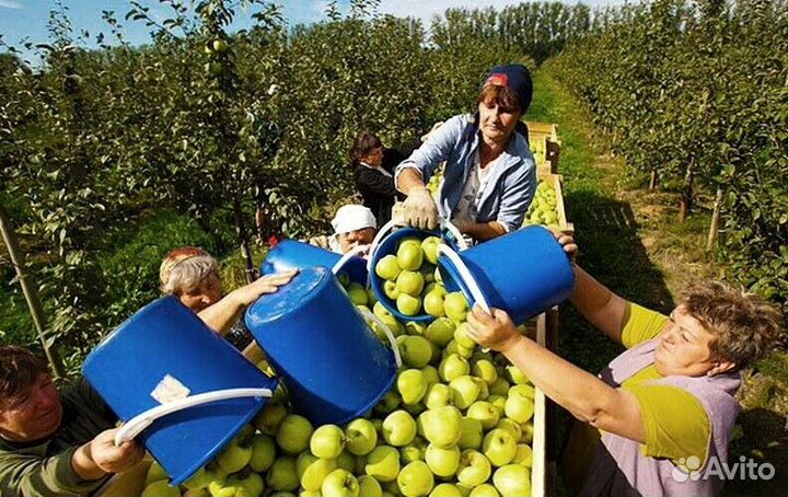 Рабочий. Сборщик яблок