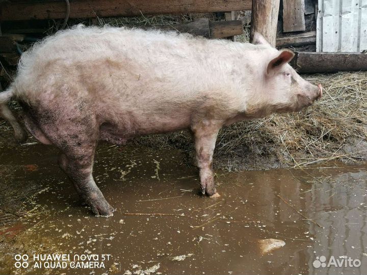 Хряк на племя