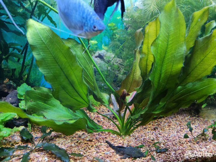 Растения для аквариума, аквариумные