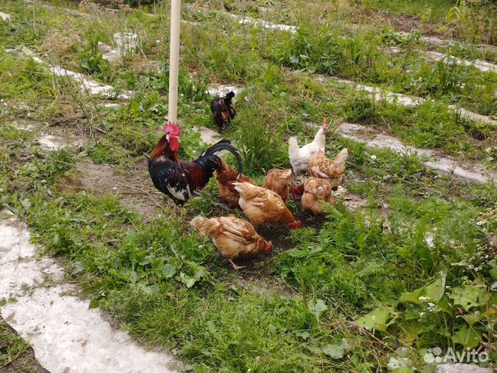 Куры несушки