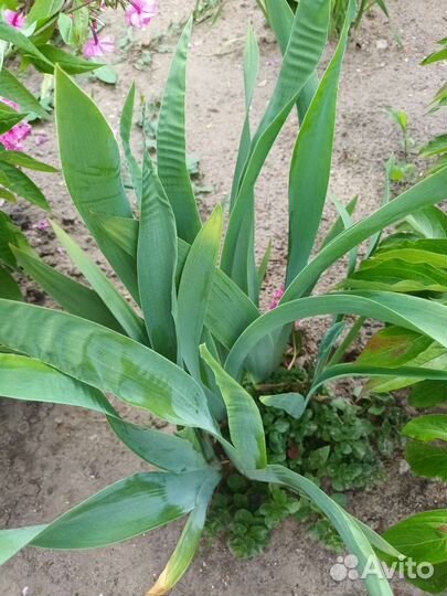 Ирис бородатый