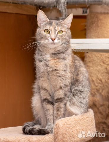 Плюша ищет дом