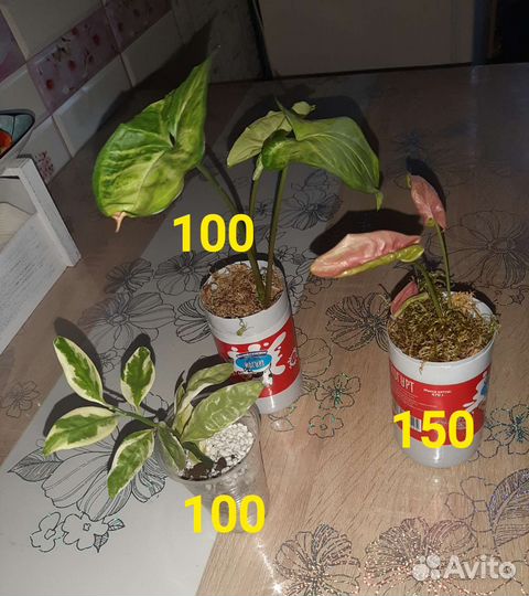 Сингониум,педилантус,домашние цветы
