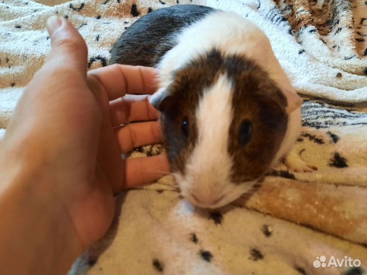 Морская свинка бесплатно в дар 2мальчика и девочку