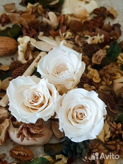 Стабилизированные цветы (розы)
