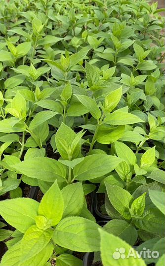 Гортензия метельчатая в ассортименте