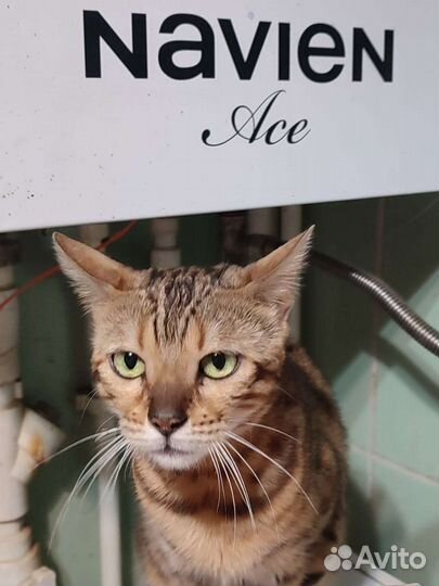 Взрослая особь