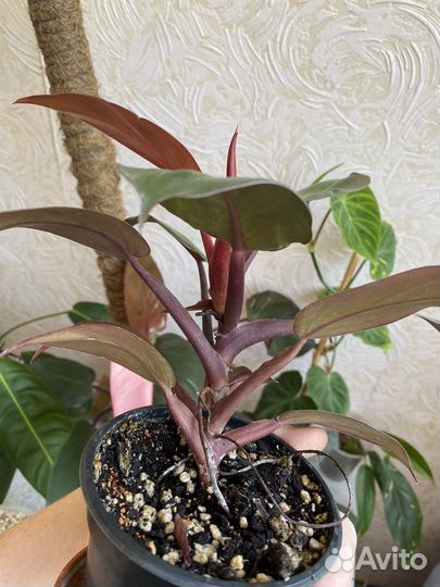 Филодендрон