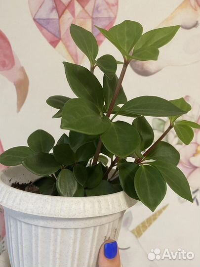 Вьюн в горшке