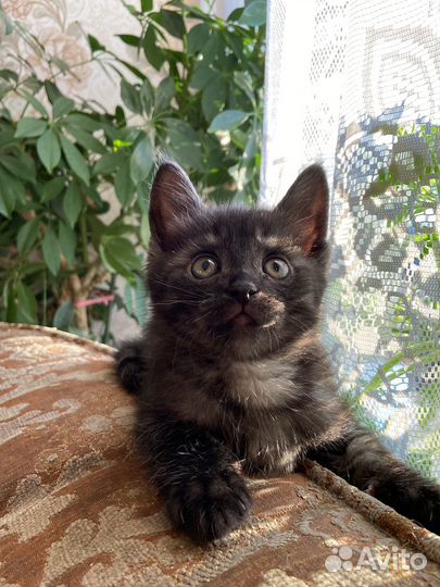 Отдам кошку в добрые руки