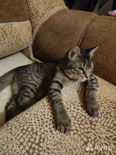 Котёнок метис сфинкса