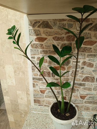 Замиокулькас