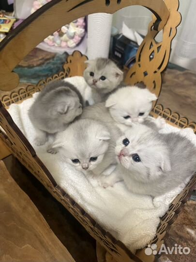 Серебристая шиншилла