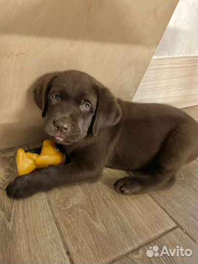 Щенки лабрадора