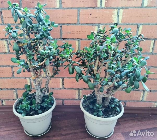 Крассула/Денежное дерево/Толстянка в горшках