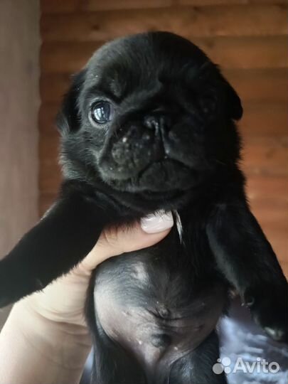 Щенки мопса