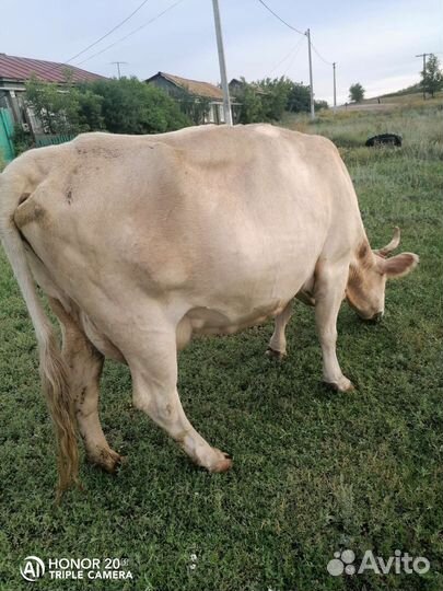 Корова стельная дойная