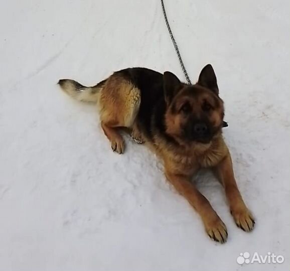 Немецкая овчарка