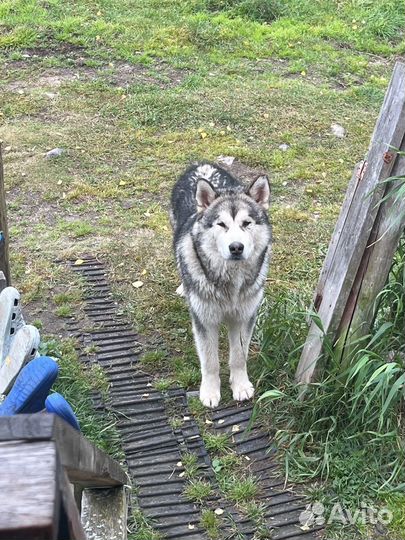 Маламута в добрые руки