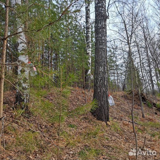 Березовый сок