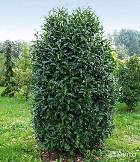 Лавровишня для живой изгороди опт