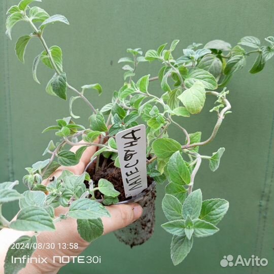 Мята рассада саженцы