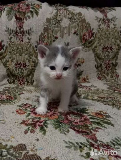 Котята домашние