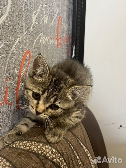 Котята помесь