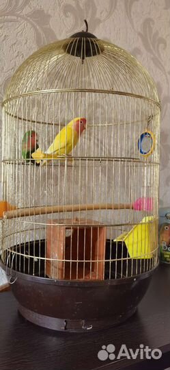 Попугаи-неразлучники с клеткой