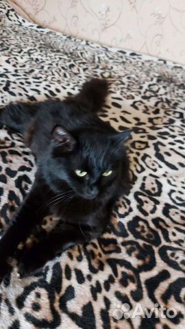 Черная кошка в дар стерилизована объявление продам