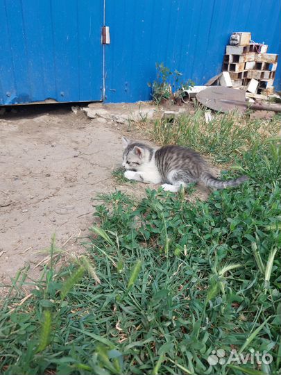 Отдадим в добрые руки