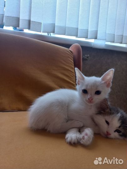 Котенок в добрые ручки